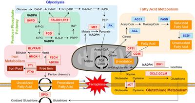 Nrf2 Mediates Metabolic Reprogramming in Non-Small Cell Lung Cancer